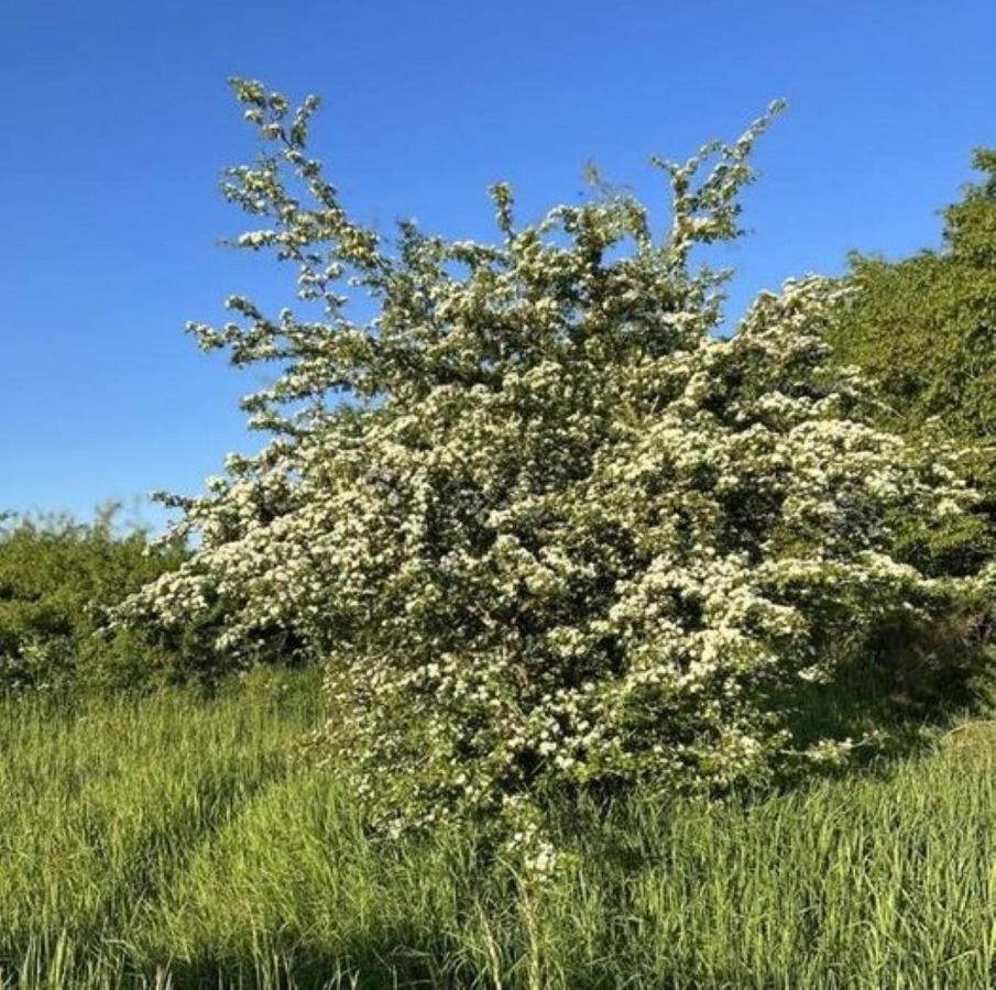 Ferienwohnung Classen Eifel Schleiden Exteriér fotografie